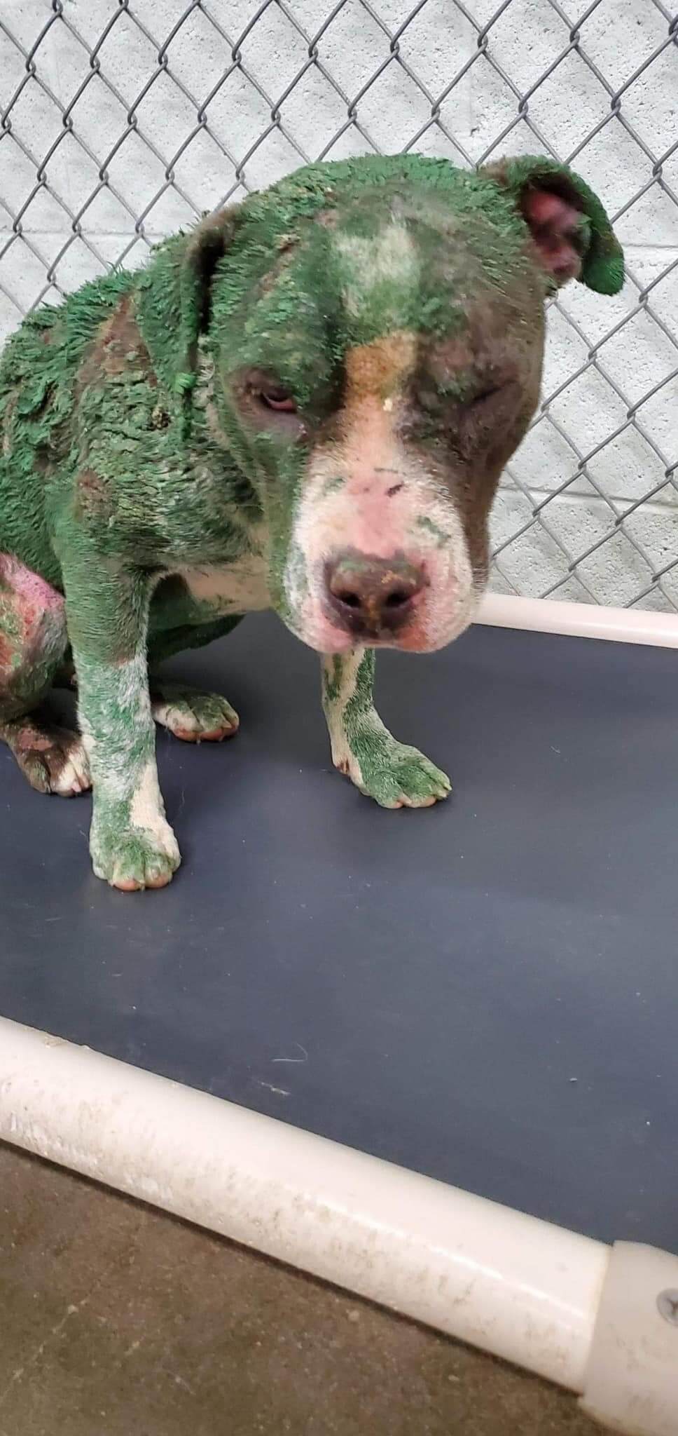 Puppy only 4 months old, defeated and painted green to track needs rescue help out of shelter