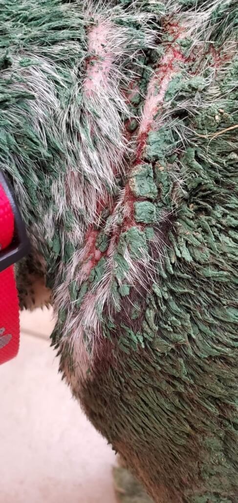 sal-green-dog3-487x1030-1