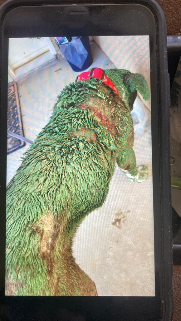 sal-green-dog4-580x1030-1