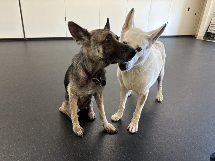 Bonded shepherds need home together after their owner tragically died in car accident