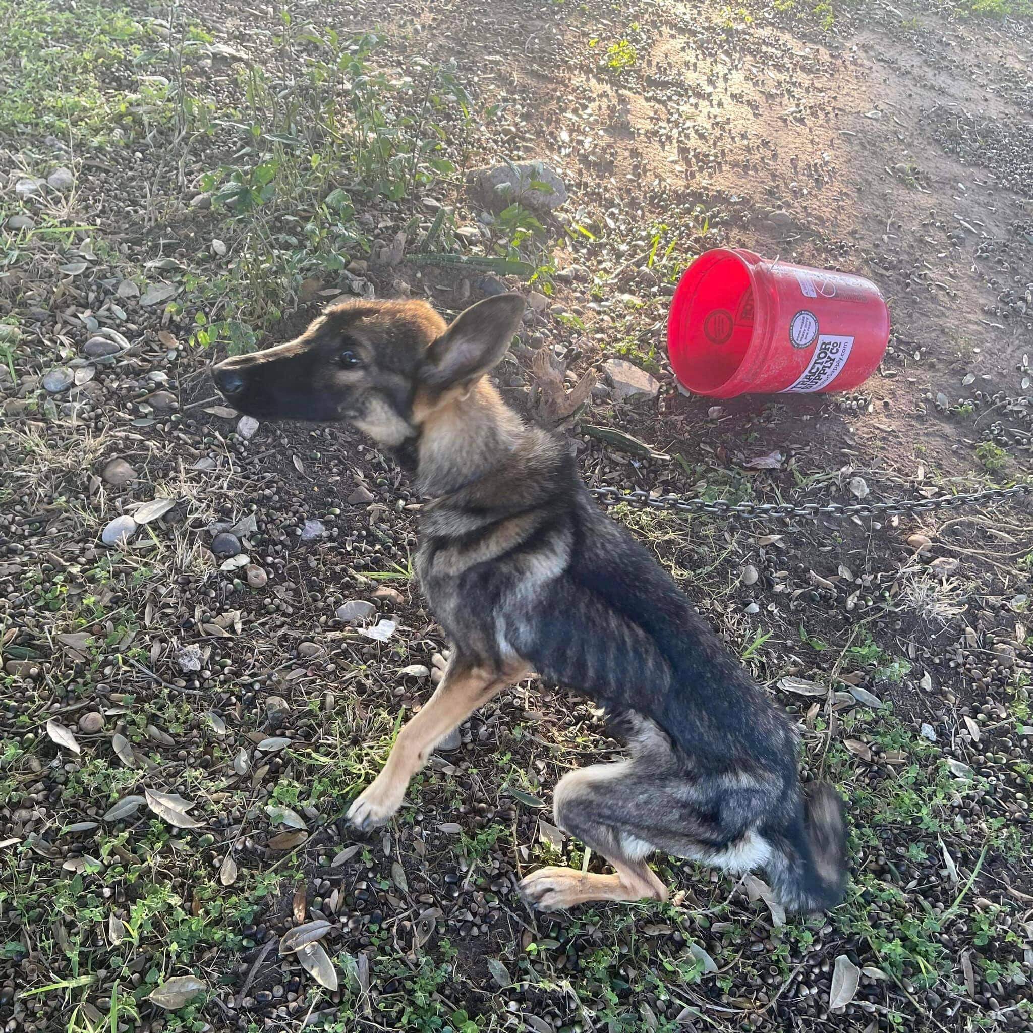 Shepherd left chained for weeks survived on acorns falling from the tree above