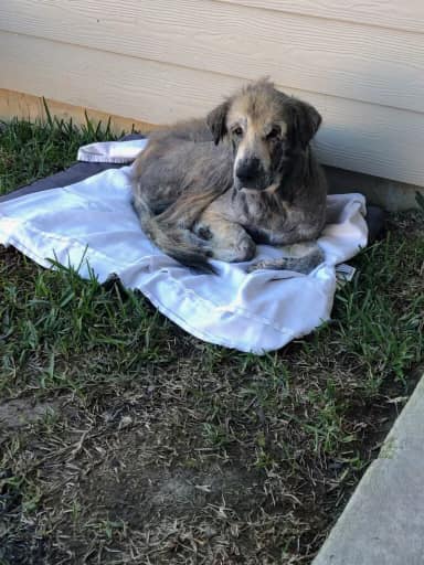 Golden retriever who had been on his own since last year finally rescued