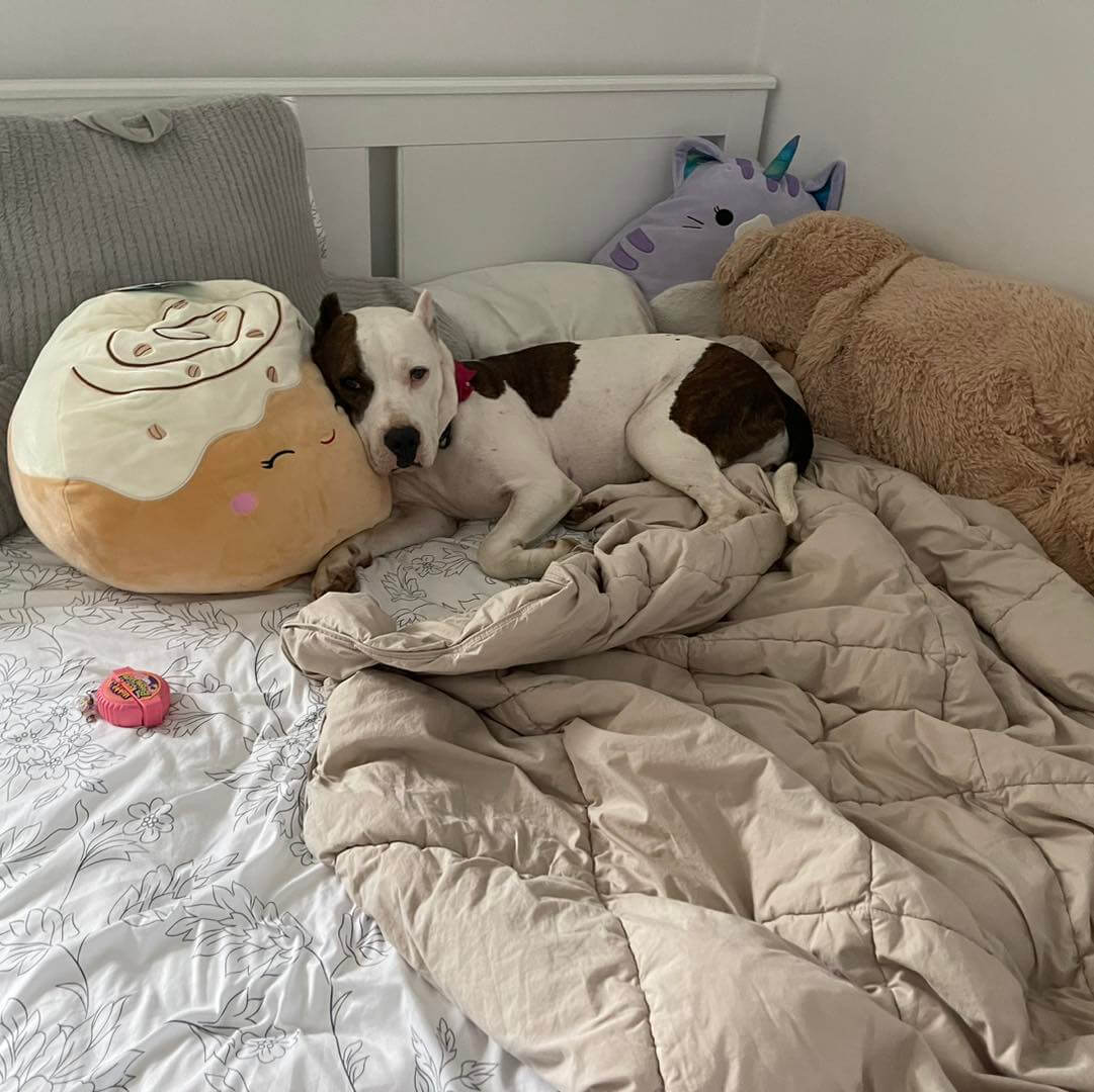 Sammie’s terrible life in Texas brought rescuers to tears but all that is over and this doll is ready for a loving home