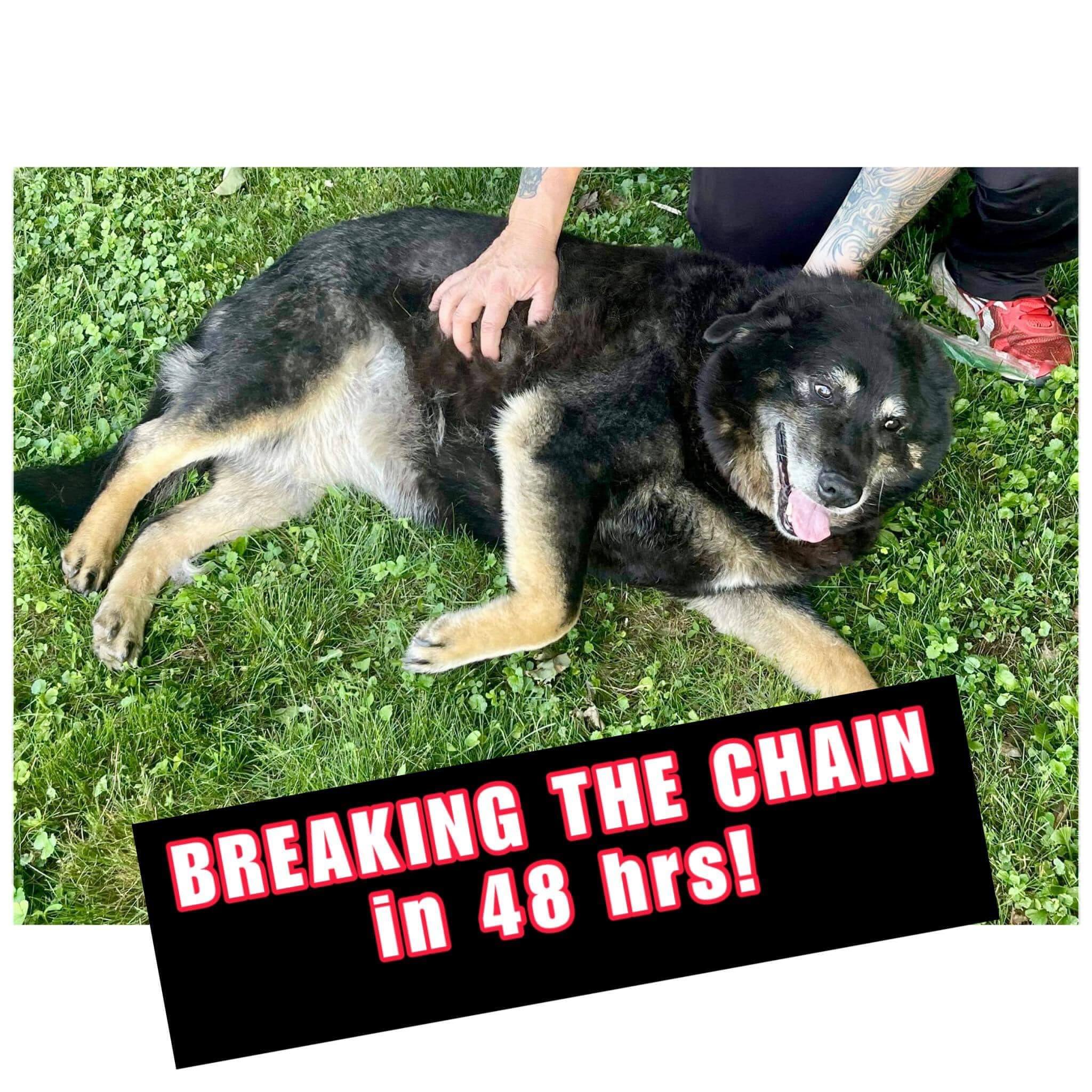 13 year old dog who spent her entire life on a chain outside has been freed