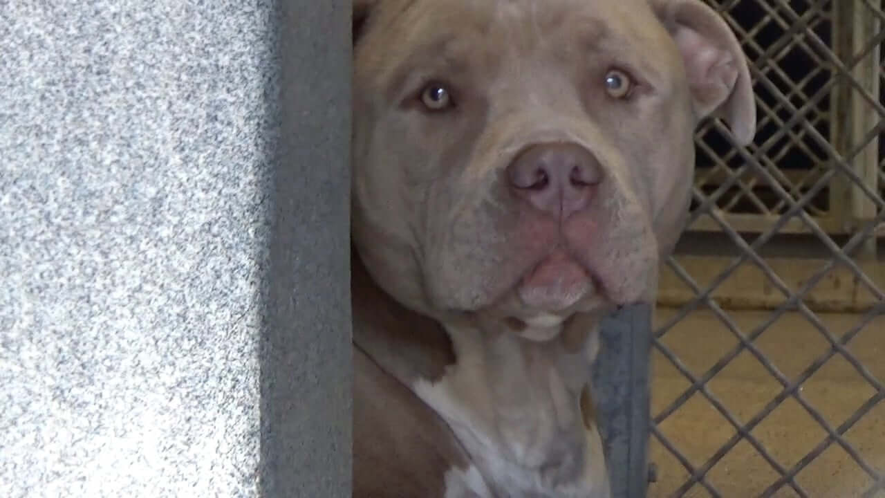 Sammy’s plight is heartbreaking and this handsome guy with the big head needs rescue help