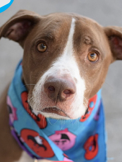 Dog on euth’ list looks at the camera as if to ask ‘why did they not love me enough’