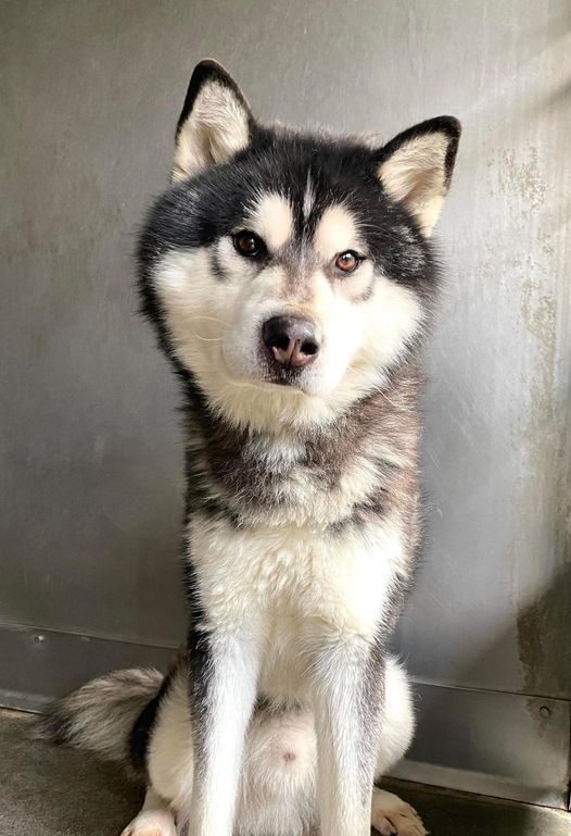 ‘Sammy’ waited a month for a home and when that happened new owner returned him to shelter after ONE day