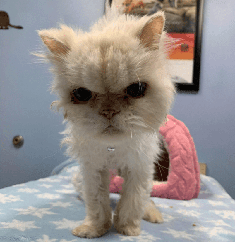 Sammy the 19-year-old cat that became famous after his birthday party has died