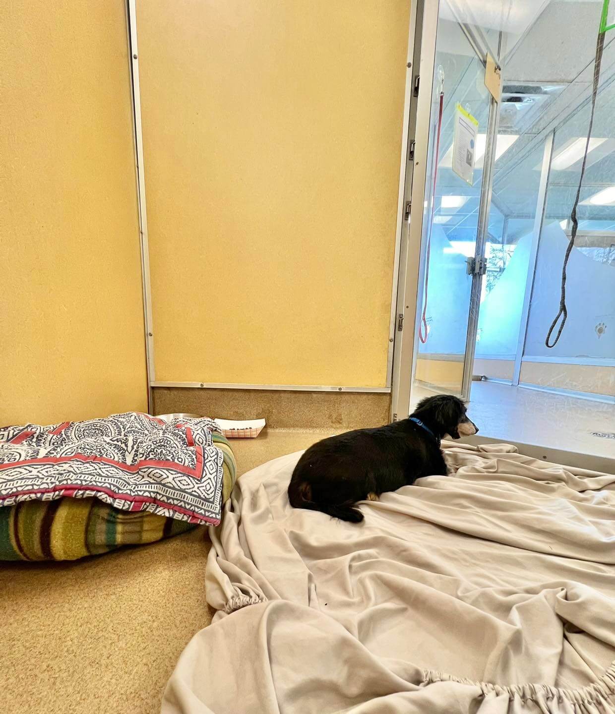 14-year-old dachshund’s littermate and human died but pup stares through the glass hoping they return