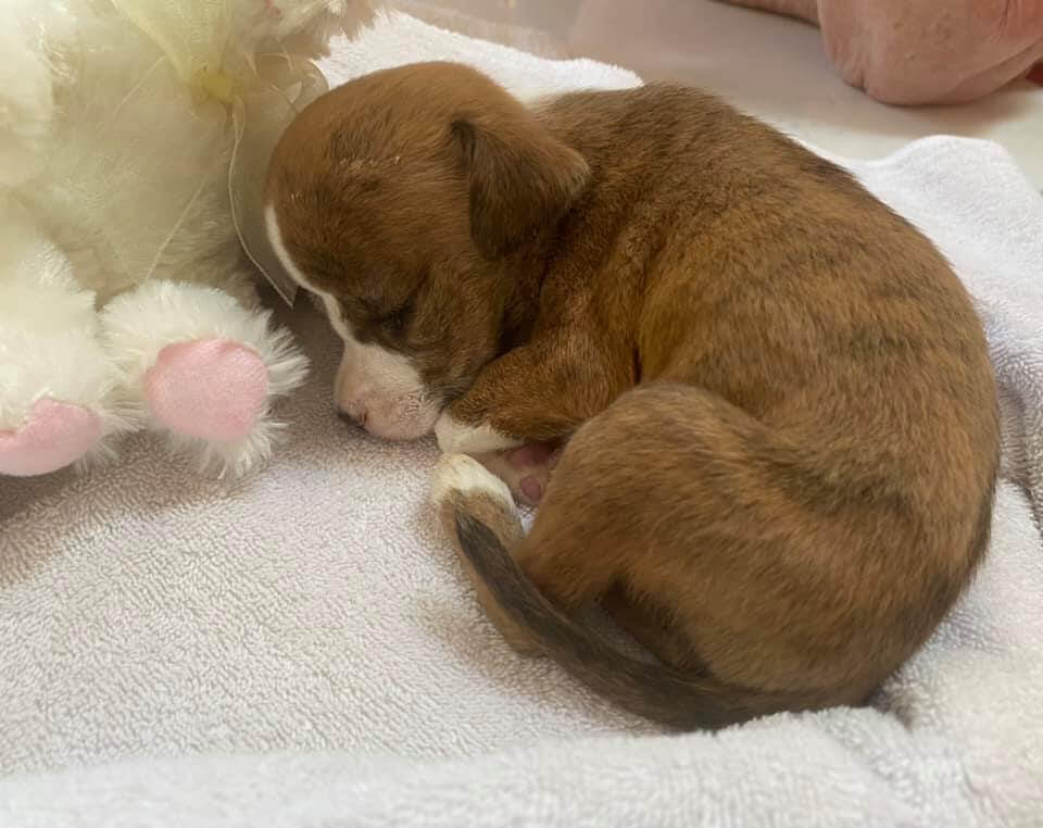 Adorable pup surrendered to shelter with brain damage doing somersaults captures the hearts