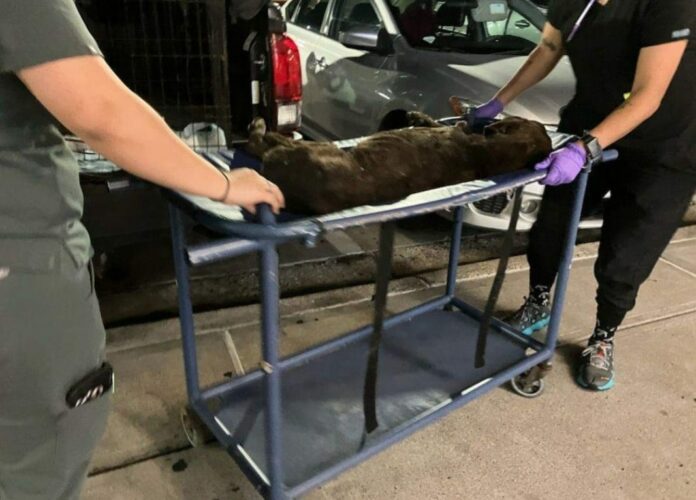 Dog had been starved by owners who kept him tied up and unable to save himself