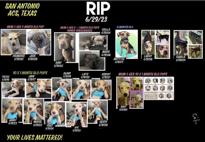 Heartbreaking news at San Antonio ACS: Change their fates and adopt a new canine pal