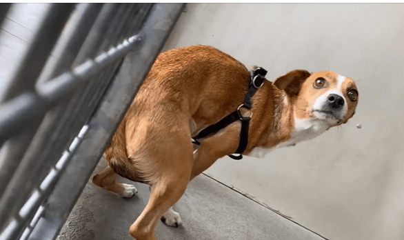 Half starved to death and terrified, share this little dog’s plight