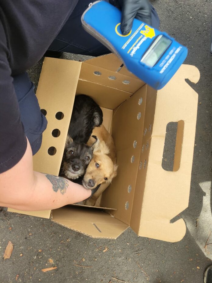 San Diego Humane Society rescues tiny puppies trapped in well