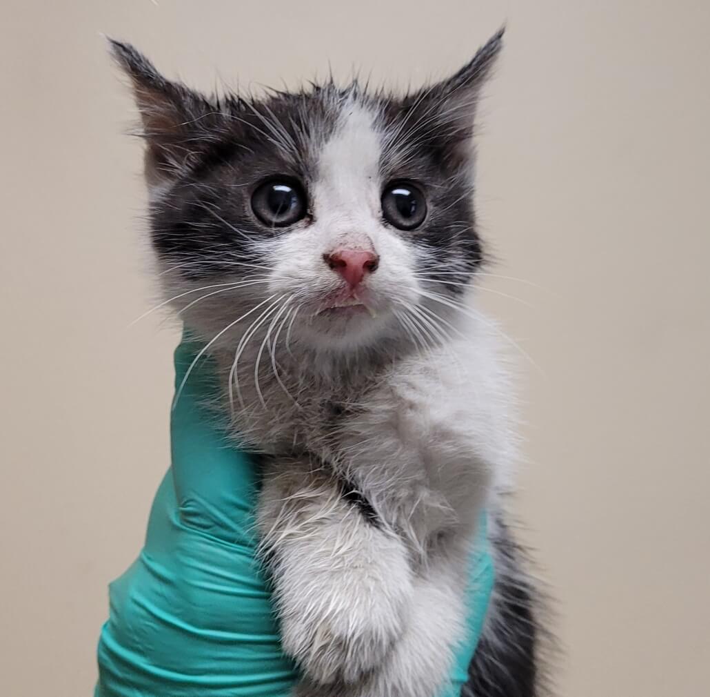 san-diego-kitten-1-1030x1010-1