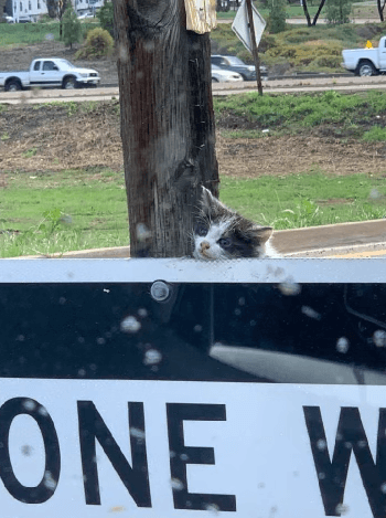Tiny kitten spotted hanging on an on-ramp sign of highway
