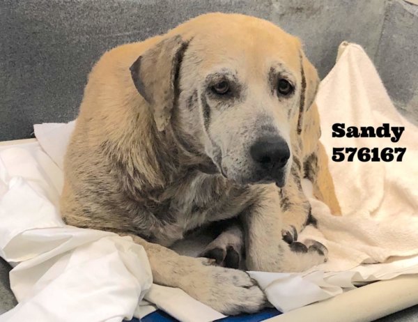 Beautiful Labrador retriever in urgent need of rescue from Texas shelter