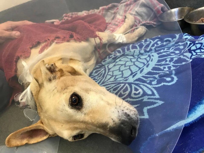 Urgent plea for help: Sandy needs home by Monday morning