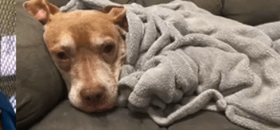 Sweet senior at Illinois shelter gets tucked into bed every night