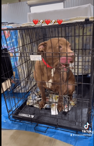 More than 70 dogs seized by animal control from horrid living conditions