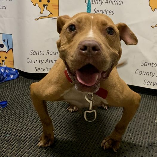 Poor shelter pup needs a home: Careless breeders call these dogs ‘designer’