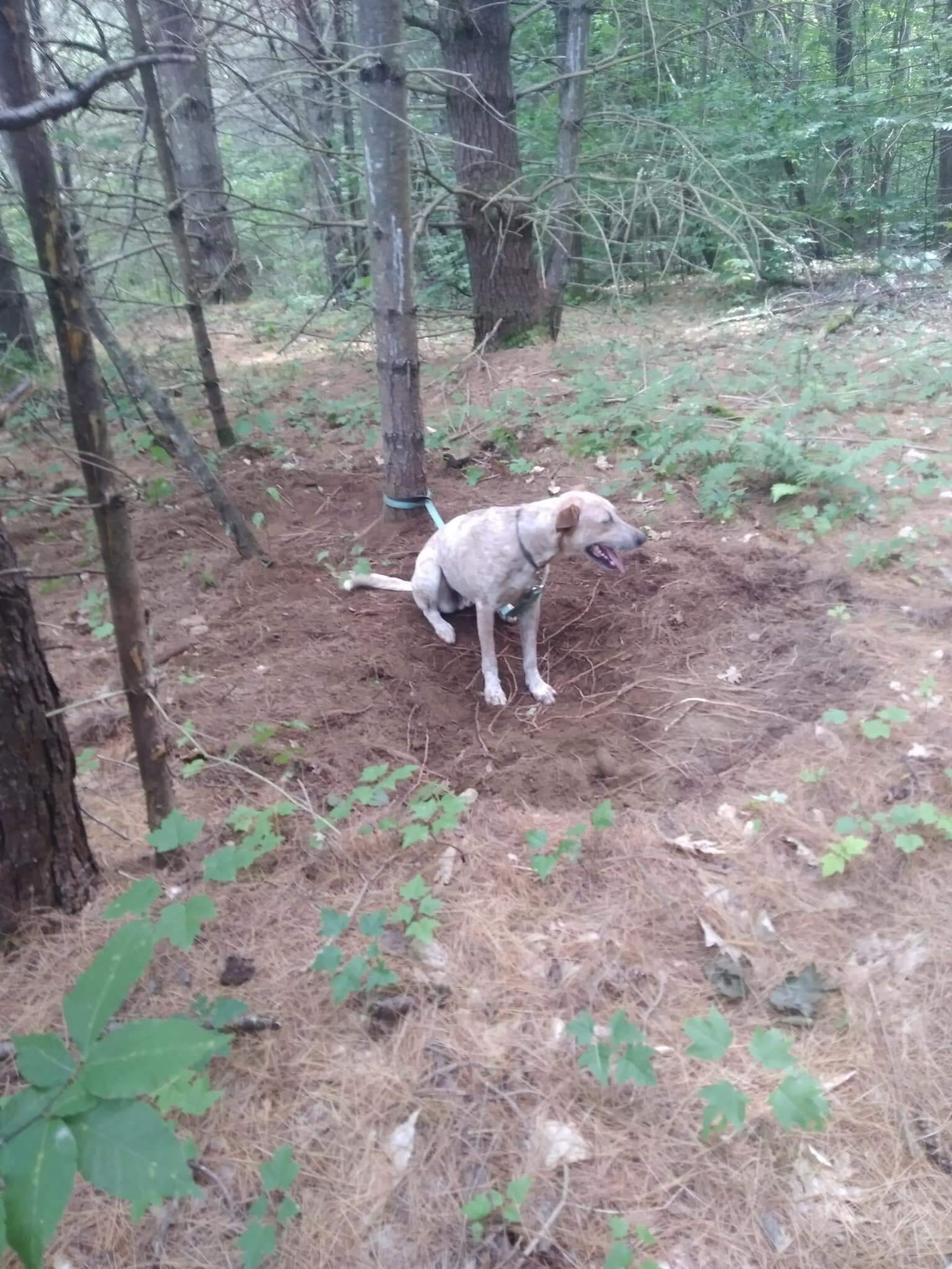 Poor pup abandoned and left tied to a tree in the middle of the woods