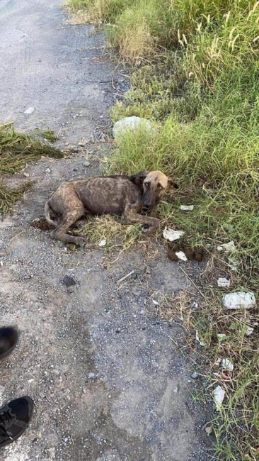 ‘Sarge’ left on side of road after hit by car remains in serious condition