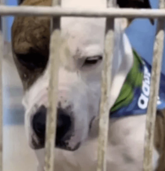 Sarge needs a home 1