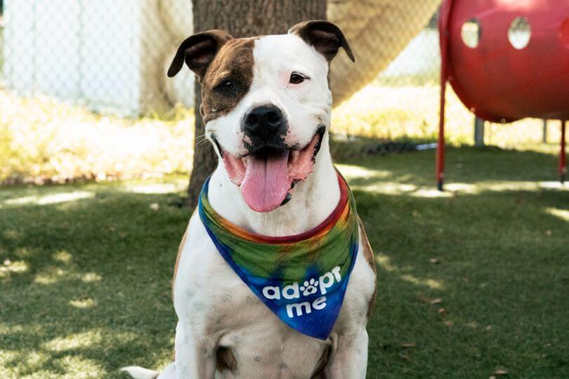 sarge-needs-a-home-1