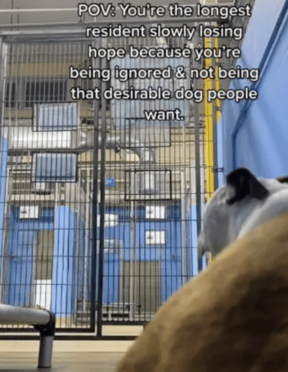 sarge-needs-a-home-2