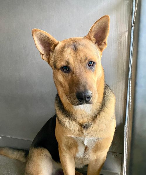 Young shepherd left empty hearted after adopters dumped him back at shelter for digging hole in backyard