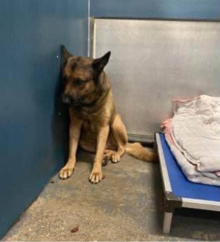 Today is the last day for ‘Sargent’ at Texas shelter: Sat in corner for days because he was heartbroken -28 more dogs to die