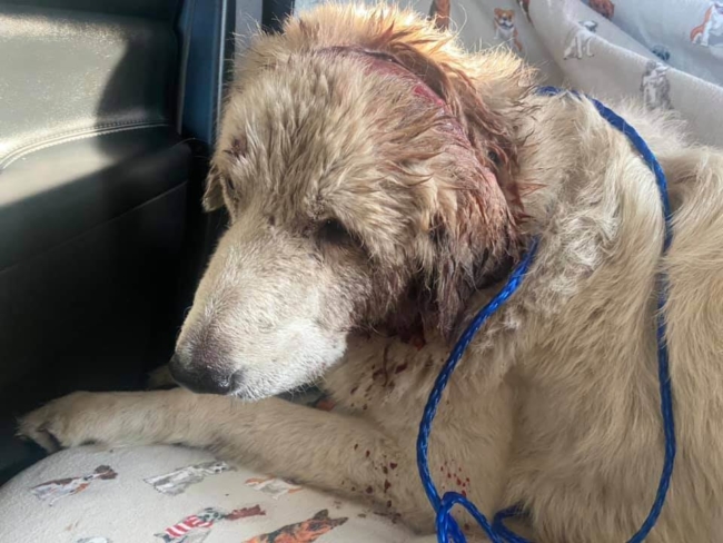 sasha-dog-1-e1602184311424