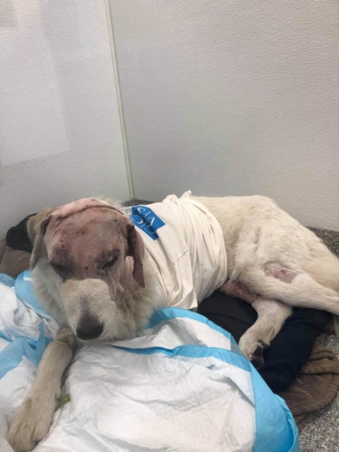 Update on dog injured in raccoon attack fighting for her life