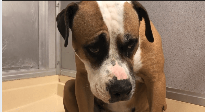 Frozen in fear and devastated dog once had a family