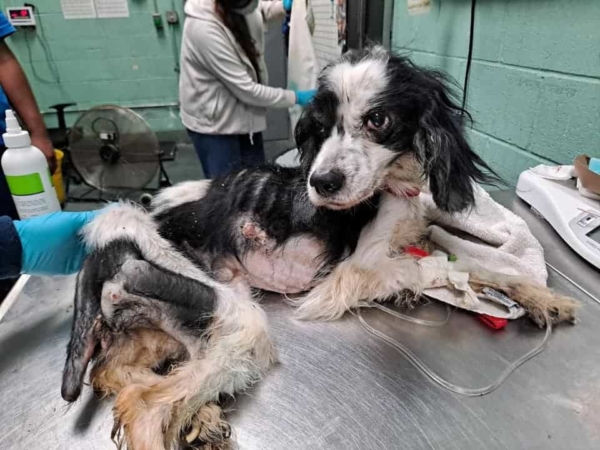 Severely abused cocker spaniel found tied to a fence in Brooklyn