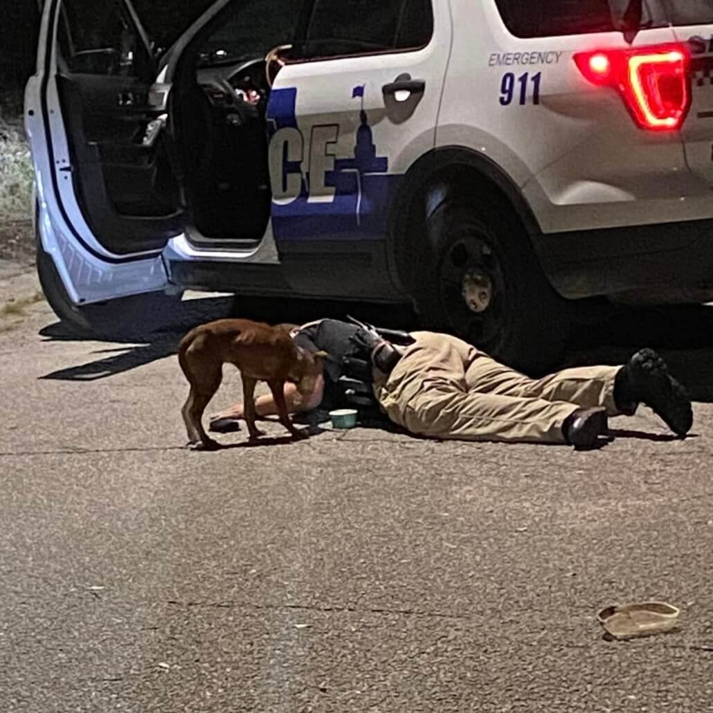 savannah-pd2-1030x1030-1