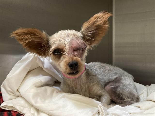 Emaciated and neglected senior weighing only five pounds found wandering the streets searching for food