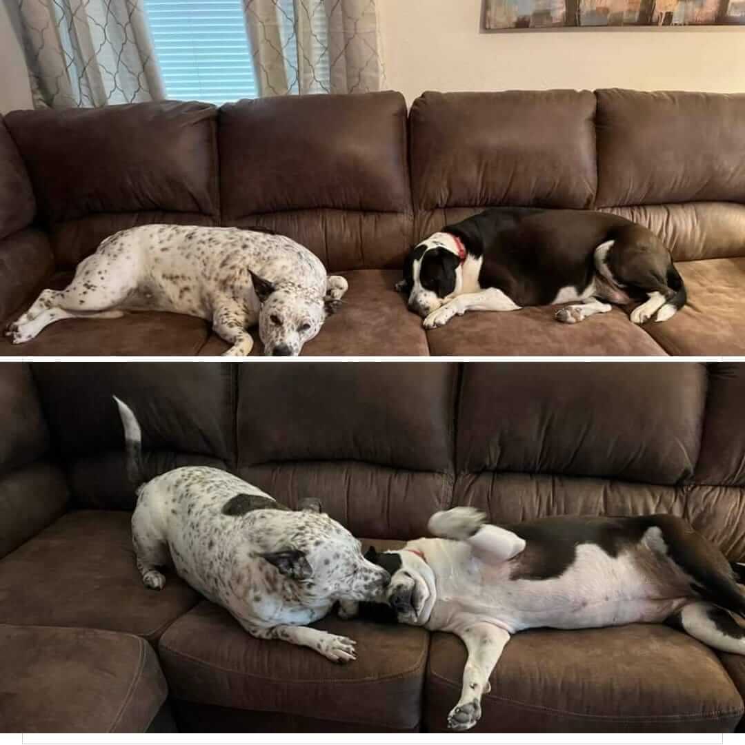 ‘Cookie’ and ‘Freckles’ had a wonderful life until tragedy occurred: Help save their lives