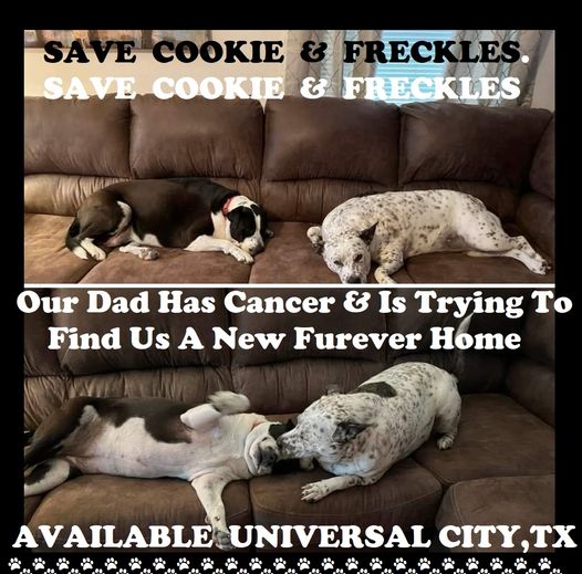 save-cookie-and-freckles