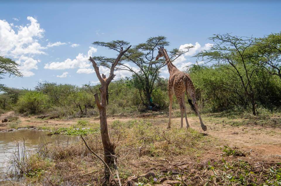 save-giraffes-1