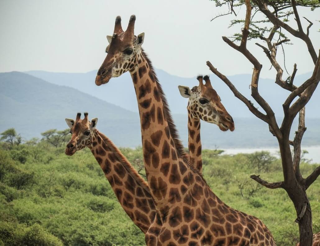 save-giraffes-1030x792-1