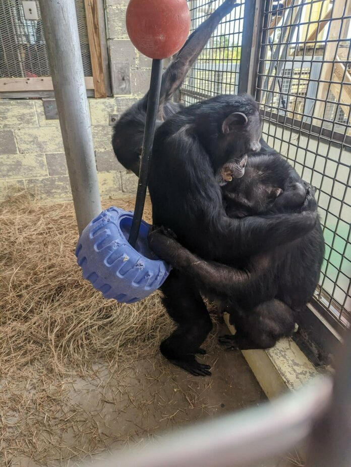 Heartwarming reunion as 4 chimps rescued from roadside zoo hug each other when reunited