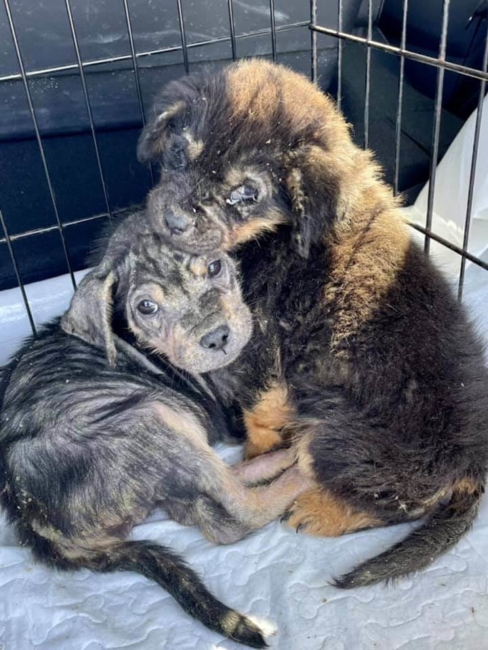 Puppies found covered in motor oil rescued thanks to social media contacts