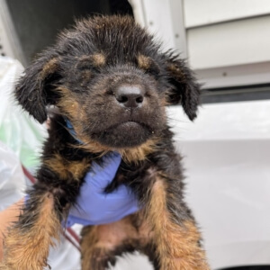 saving-grace-of-sa1-300x300-1