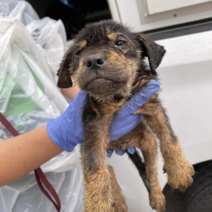 saving-grace-of-sa2-300x300-1