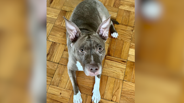 Virginia woman contends dog was protecting herself from another dog but shelter euth’ed her