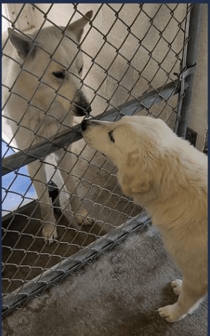 One last kiss for ‘Sawyer’ and ‘Kace’ at overcrowded Texas shelter: Help needed now