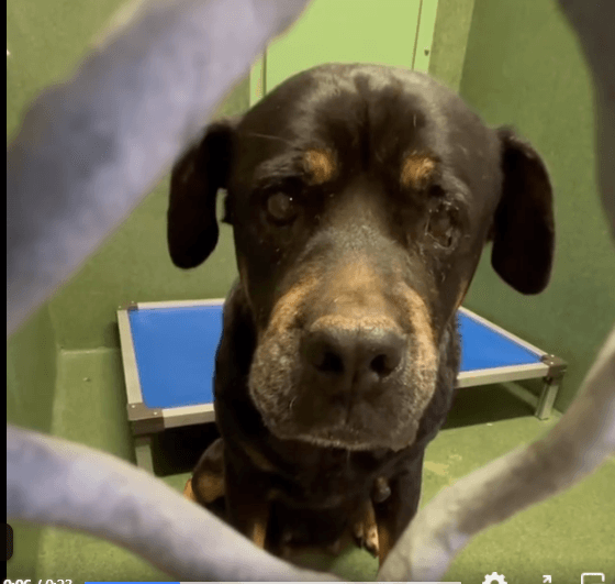 Scared rottie