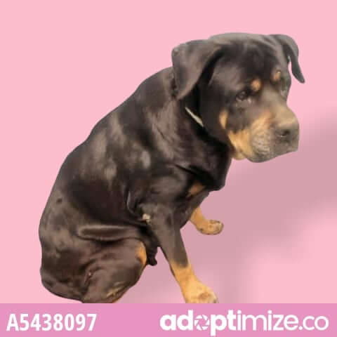 scared-rottie1